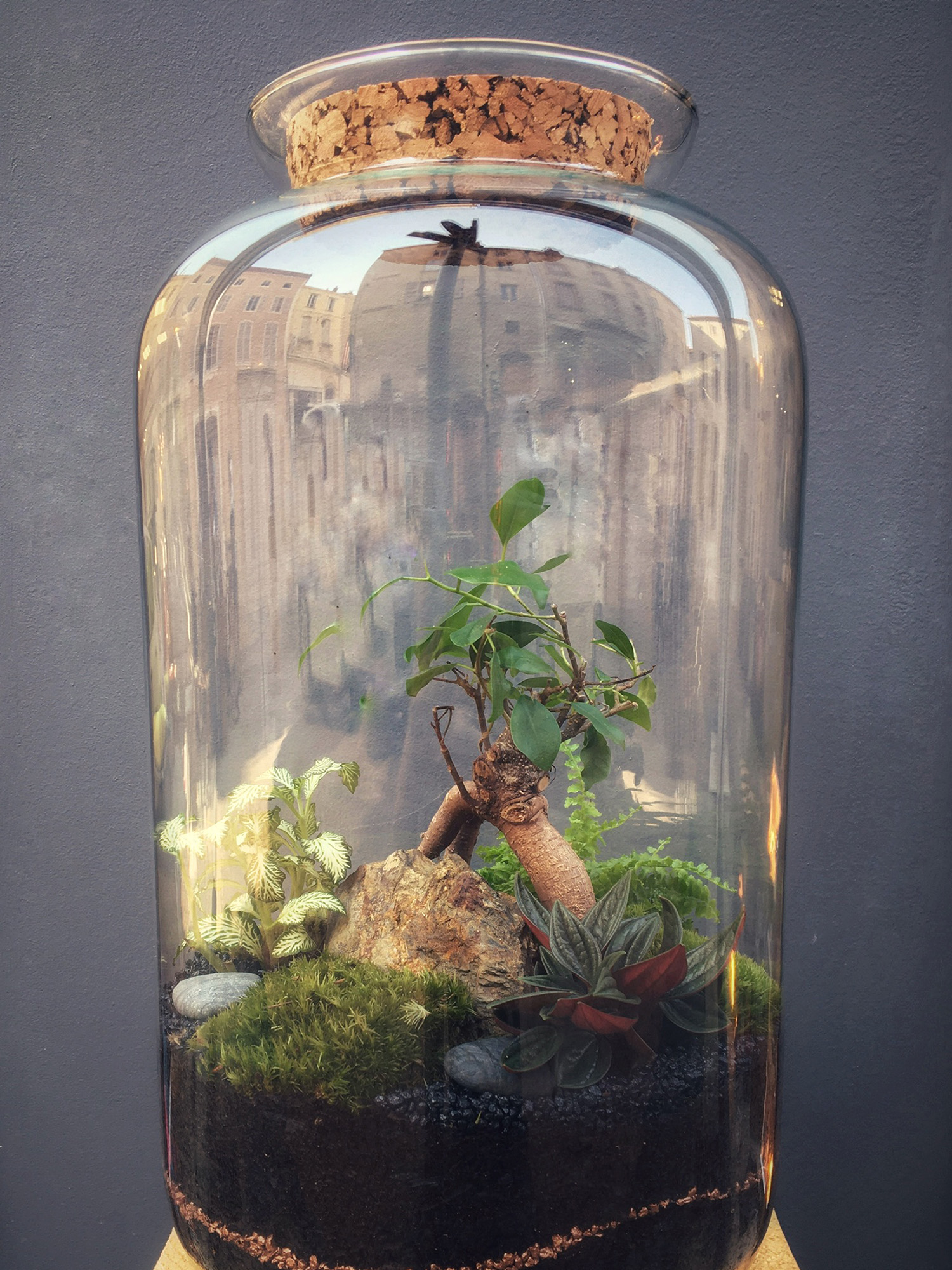 Catalogue de Nos Terrariums à Vendre Mia Terra