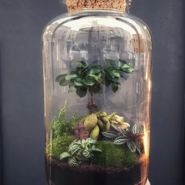 DARWIN Terrarium tropical fermé taille XL - 139€