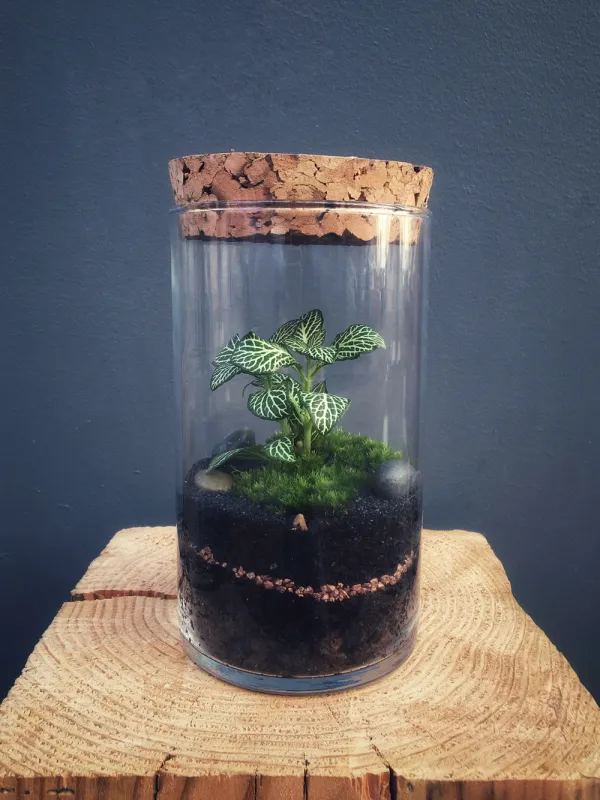 BRISBANE Terrarium tropical fermé taille S - 39€