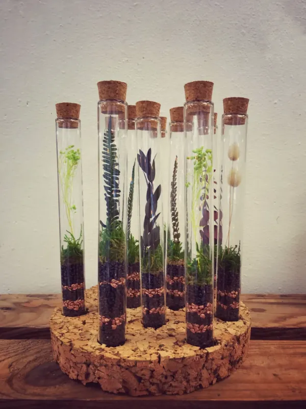 LABO terrarium fermé stabilisé taille XS - 10€