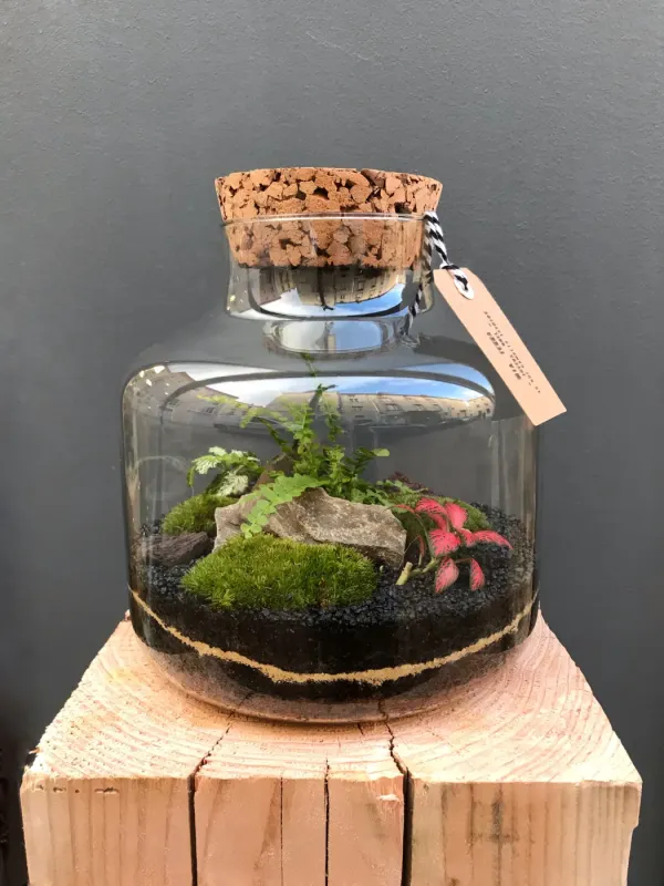 MURRAY Terrarium tropical fermé taille M - 65€