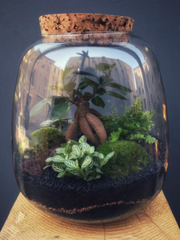PERTH Terrarium tropical fermé taille L - 79€