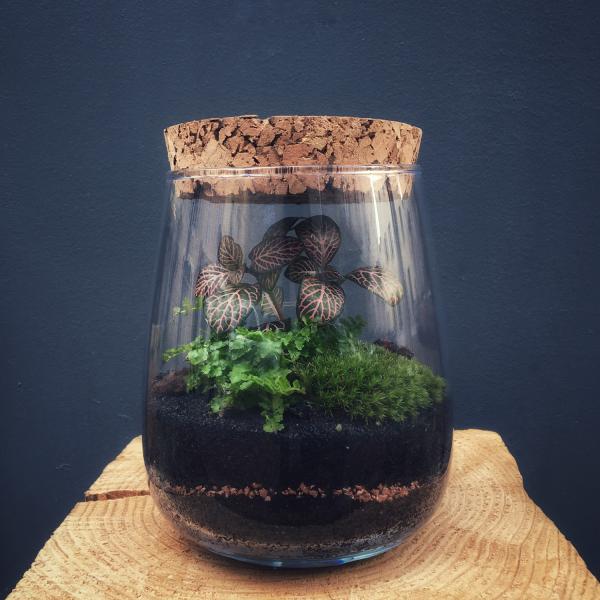 ROTTNEST Terrarium tropical fermé taille S