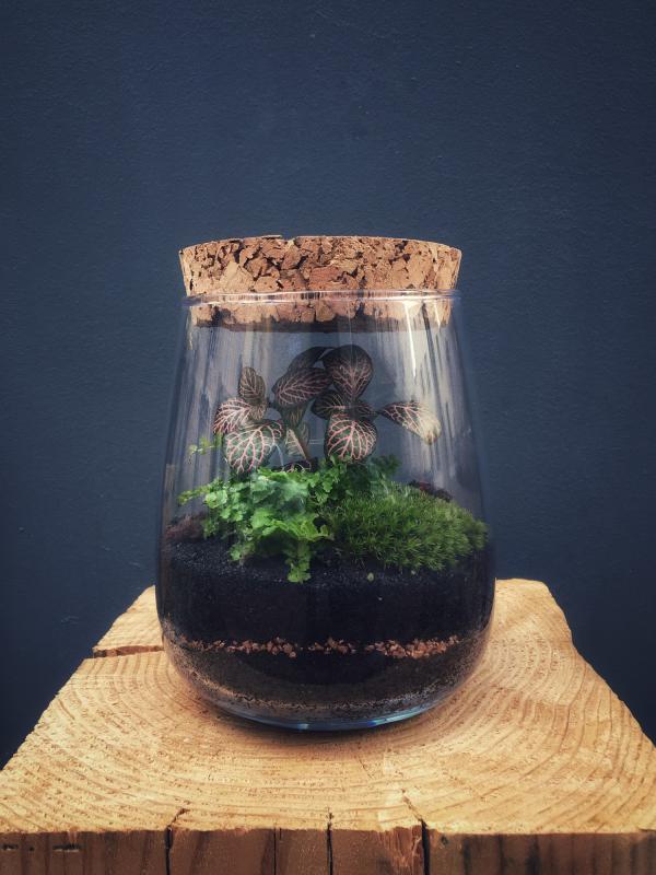 ROTTNEST Terrarium tropical fermé taille S