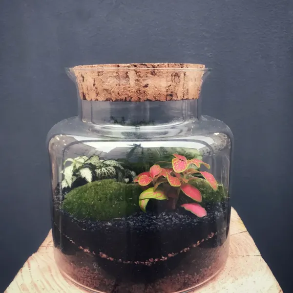 WHITSUNDAY Terrarium tropical fermé taille M - 49€