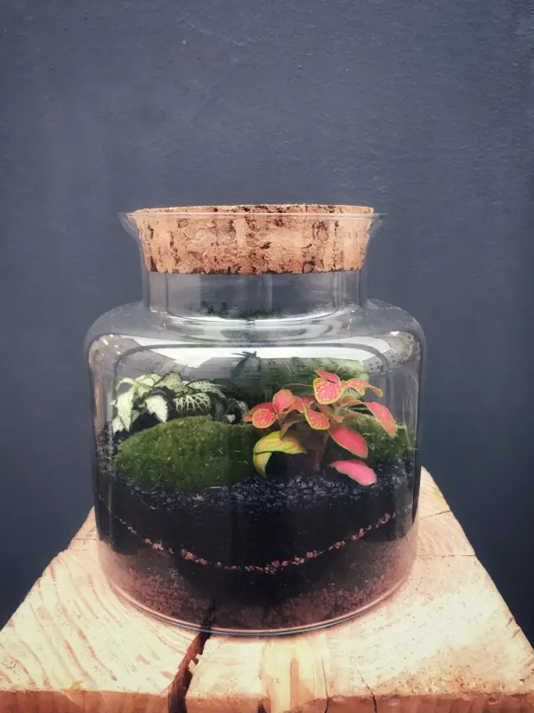 WHITSUNDAY Terrarium tropical fermé taille M - 49€