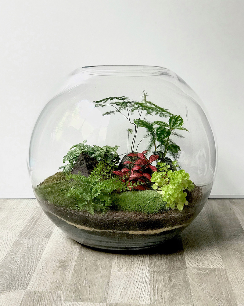 Terrariums, Minis Jardins Sous Verre Amènent une Touche Décorative  naturelle, apaisante et poétique à votre décoration Intérieure - Mia Terra