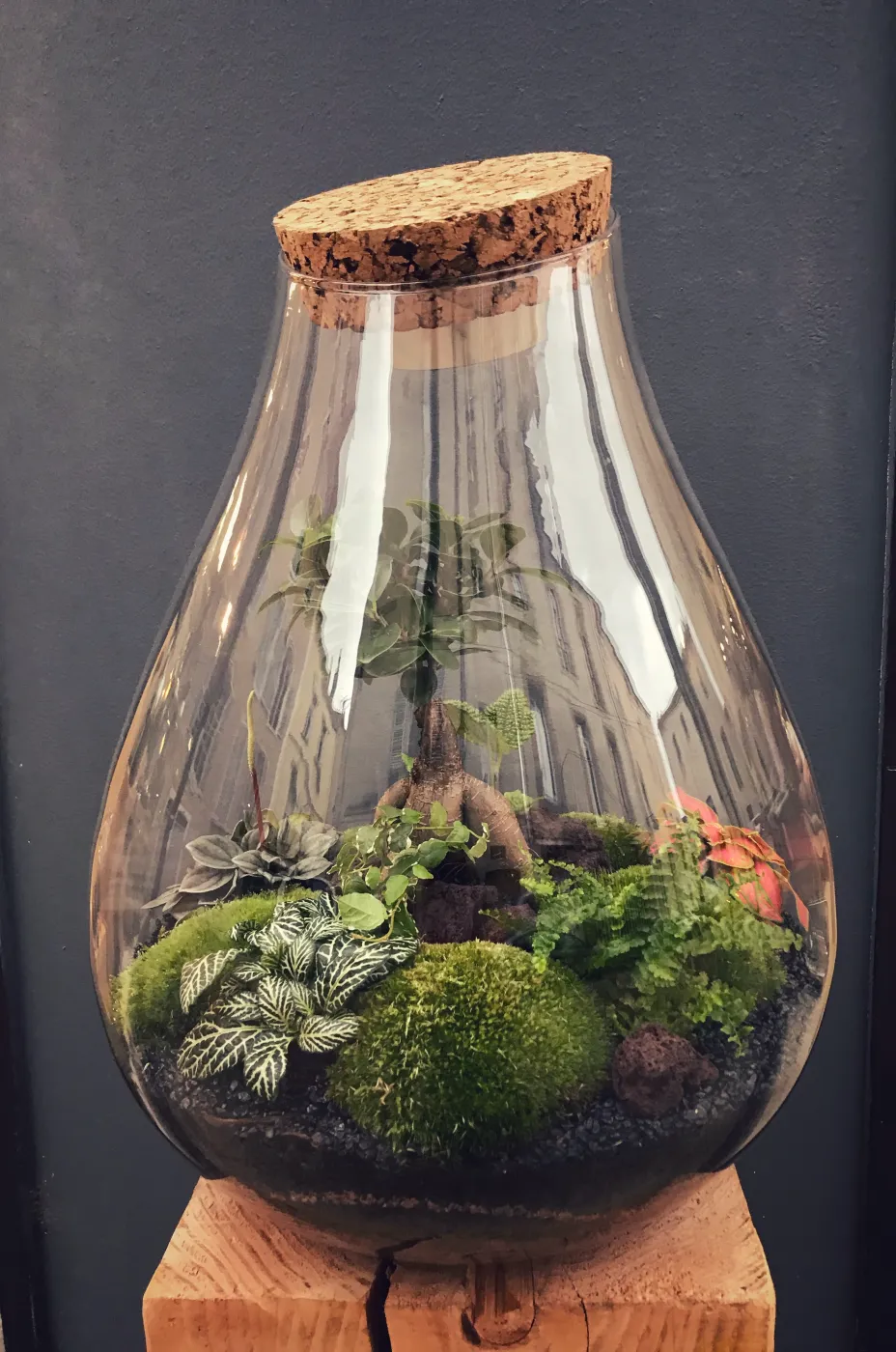 MANLY Terrarium tropical fermé taille XXL - 169€