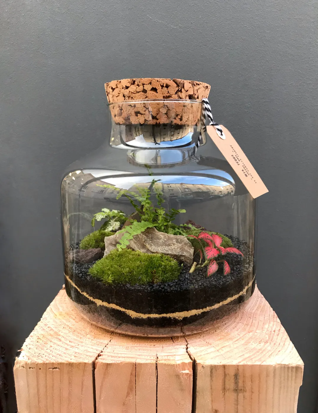 MURRAY Terrarium tropical fermé taille M - 65€