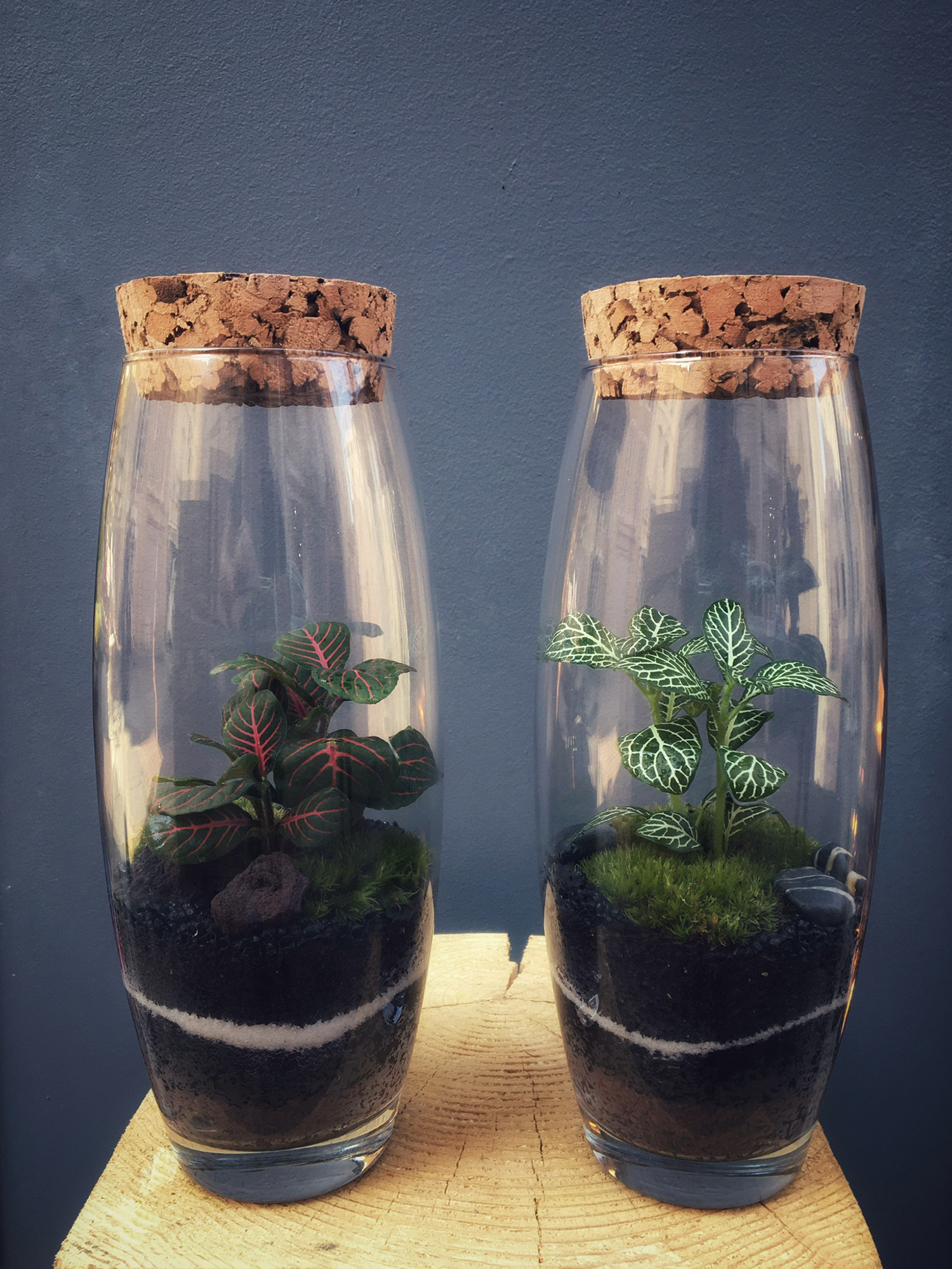 KARIGINI Terrarium tropical fermé taille S - 39€